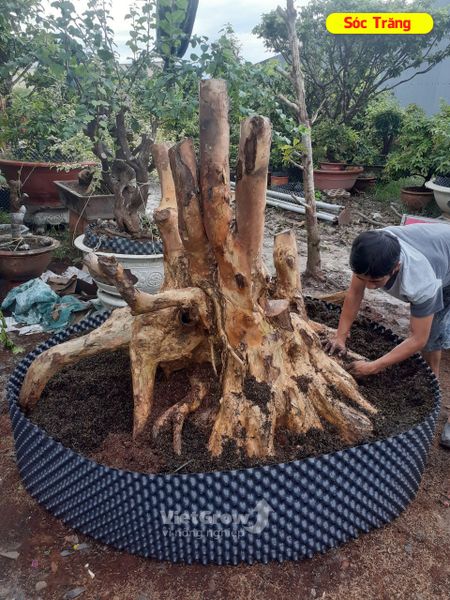Hình ảnh sử dụng bầu ươm tại Sóc Trăng