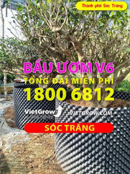 Hình ảnh sử dụng bầu ươm tại Sóc Trăng