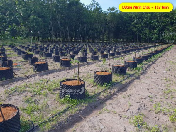 Hình ảnh sử dụng bầu ươm tại Tây Ninh