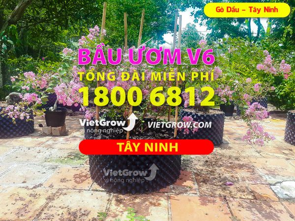 Hình ảnh sử dụng bầu ươm tại Tây Ninh