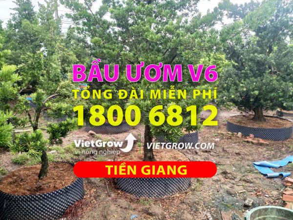 Hình ảnh sử dụng bầu ươm tại Tiền Giang