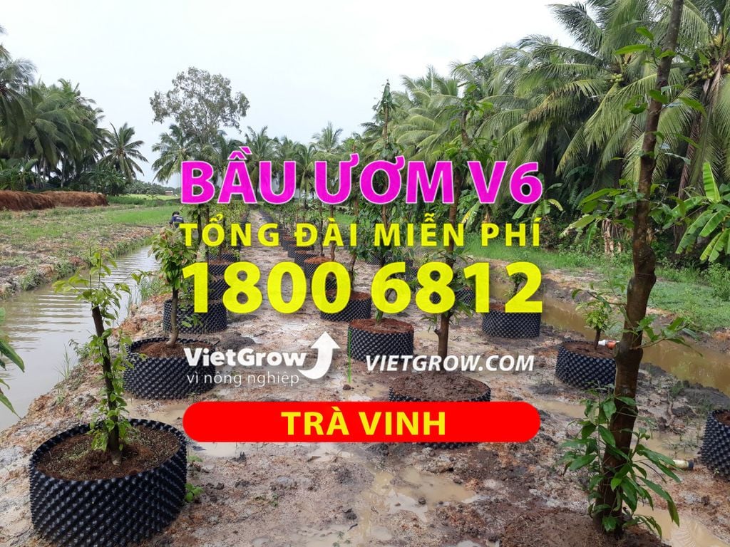 Hình ảnh sử dụng bầu ươm tại Trà Vinh