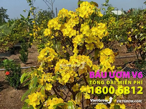 Bầu ươm V6 và sự kết hợp đầy tuyệt vời trong việc trồng mai vàng