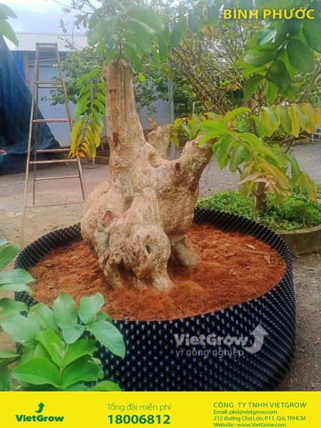 Hình ảnh sử dụng bầu ươm tại Bình Phước
