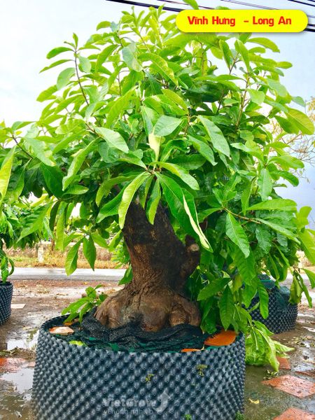 Hình ảnh sử dụng bầu ươm tại Long An