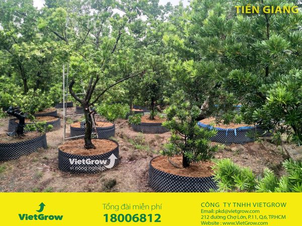 Hình ảnh sử dụng bầu ươm tại Tiền Giang