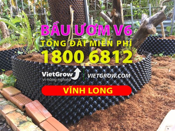 Hình ảnh sử dụng bầu ươm tại Vĩnh Long