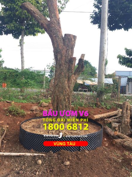 Hình ảnh sử dụng bầu ươm tại Vũng Tàu