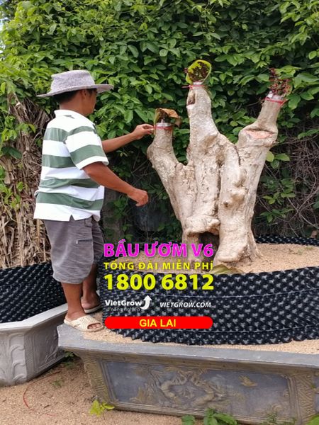 Hình ảnh sử dụng bầu ươm tại Gia Lai