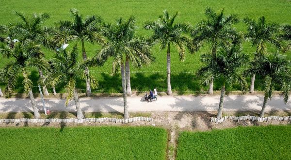 Con đường rợp bóng cau vua khi trồng cây tại Long An