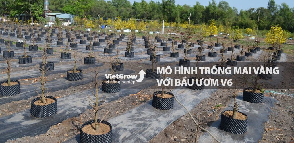 Huyện Gò Công Tây Phát triển mạnh mẽ mô hình trồng cây mai vàng trên nền  đất lúa cho thu nhập kinh tế cao tại xã Đồng Sơn
