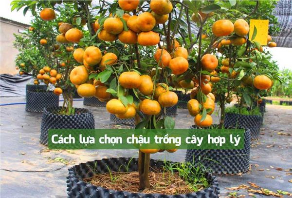 Cách lựa chọn chậu trồng cây