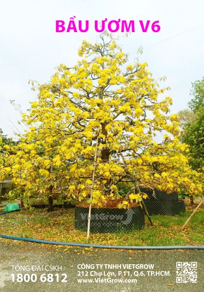 MẸO TÍNH NHANH KÍCH THƯỚC BẦU ƯƠM V6