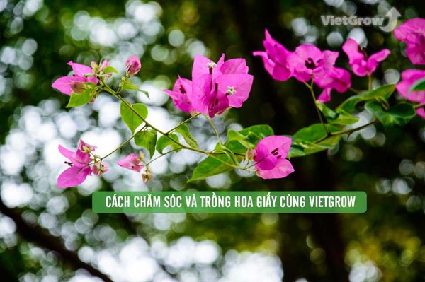 Hướng dẫn cách trồng và chăm sóc hoa giấy