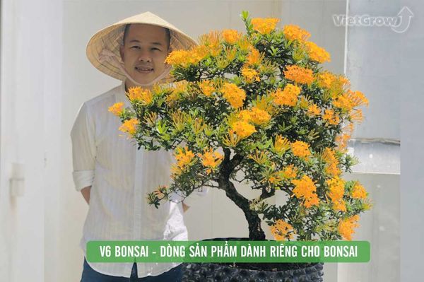 Bầu ươm V6 có dùng cho Bonsai được không?