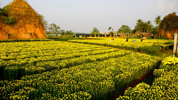 Vườn hoa Tết bên lò gạch 100 tuổi