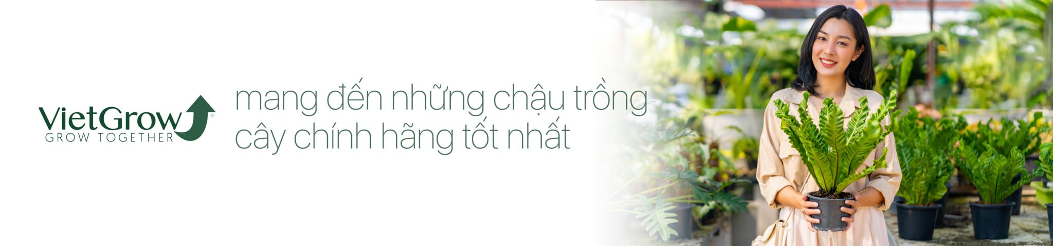 Chậu trồng cây