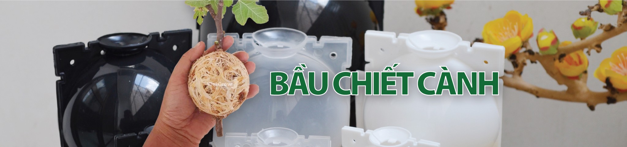 Bầu chiết cành Croco - VietGrow
