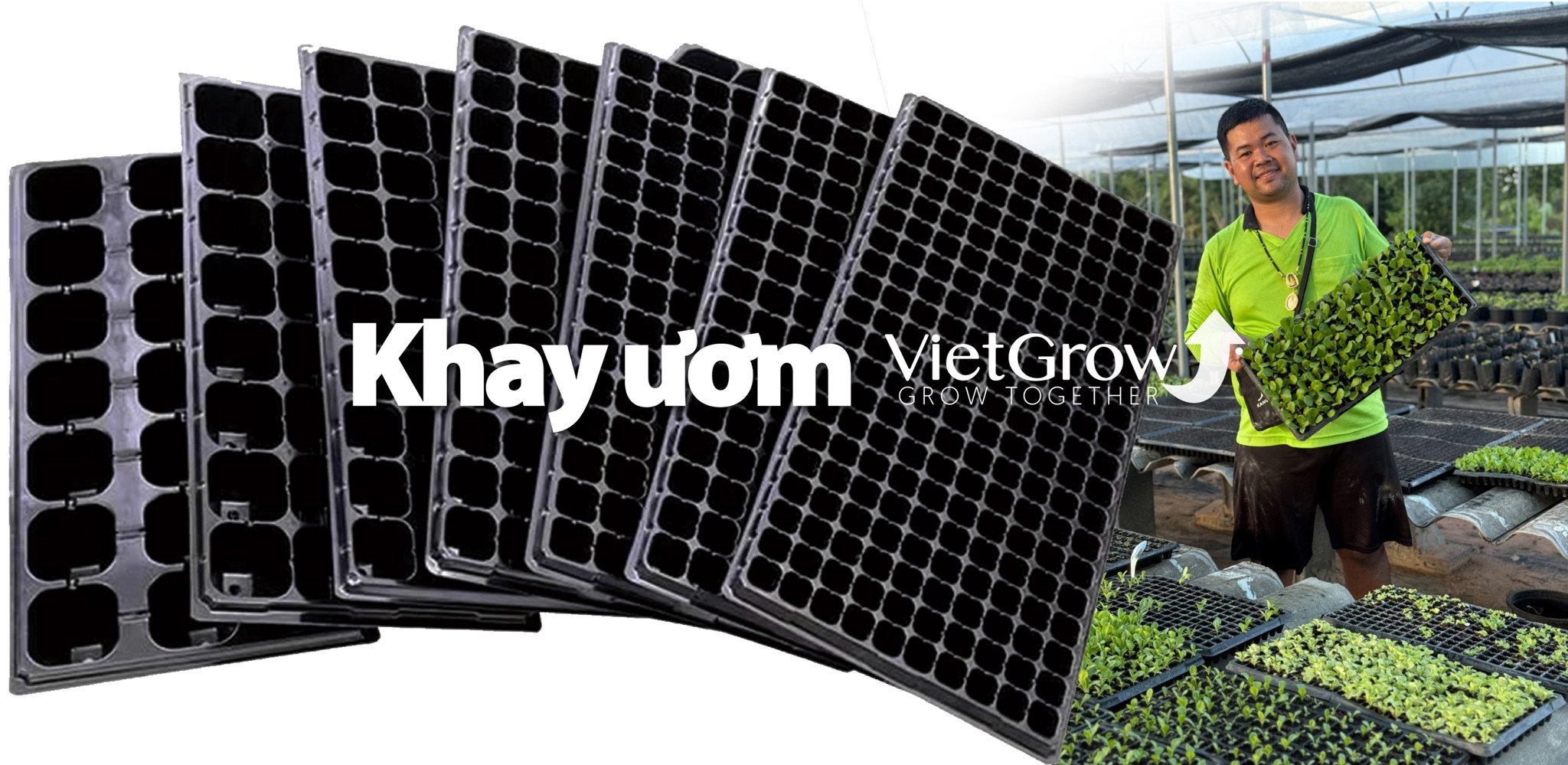 Khay ươm