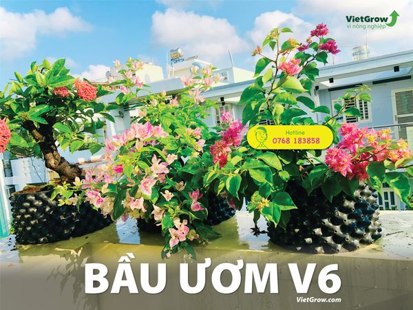 bau-uom-cay-v6