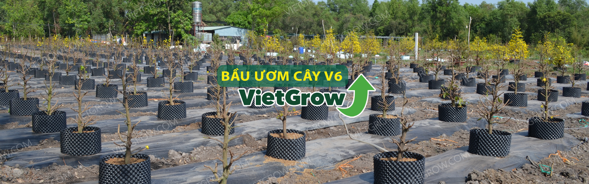 bau-uom-cay-v6-vietgrow_a96422d3ccb44f70a63c80fcf87bef37.png