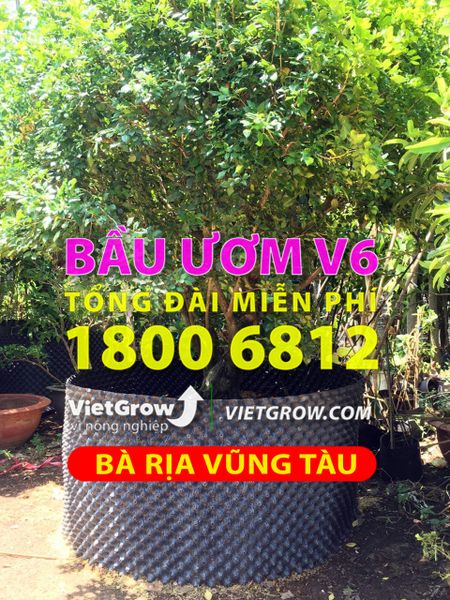 bau-uom-v6-ba-ria-vung-tau