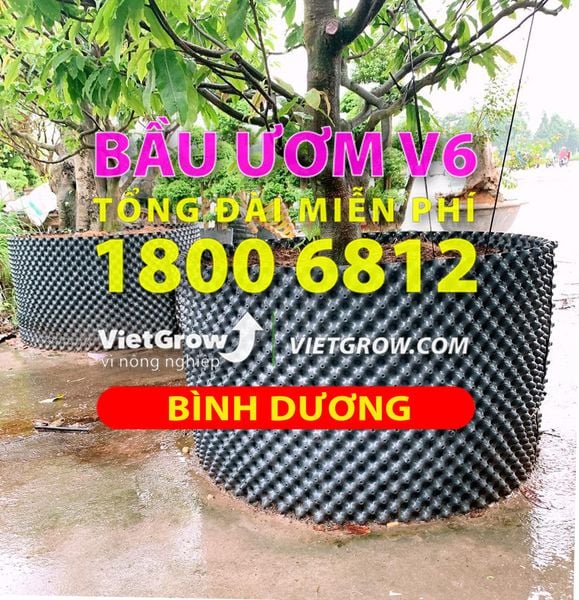 bau-uom-v6-thu-dau-mot-binh-duong