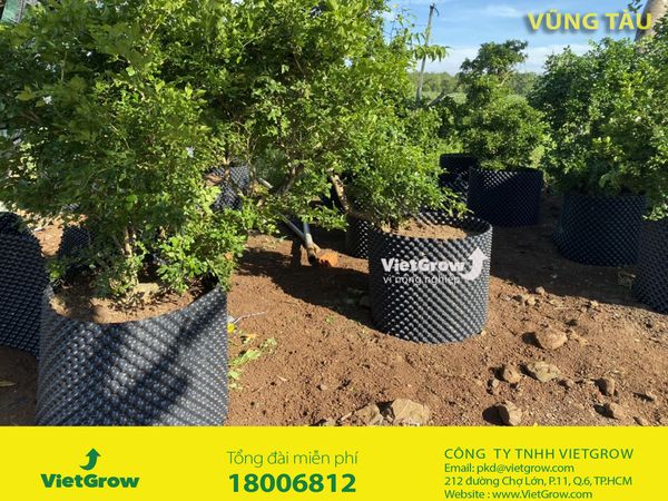 bau-uom-v6-vietgrow-ba-ria-vung-tau