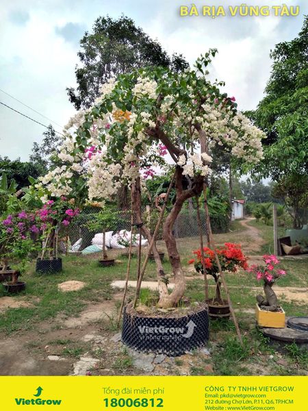 bau-uom-cay-v6-vietgrow-ba-ria-vung-tau