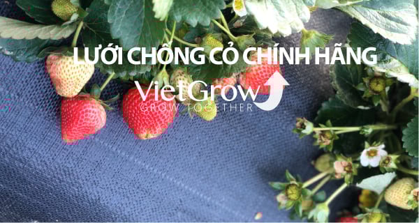 Lưới chống cỏ CROCO