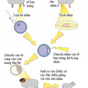 Ứng dụng của di truyền trong chăn nuôi qua các ví dụ cụ thể