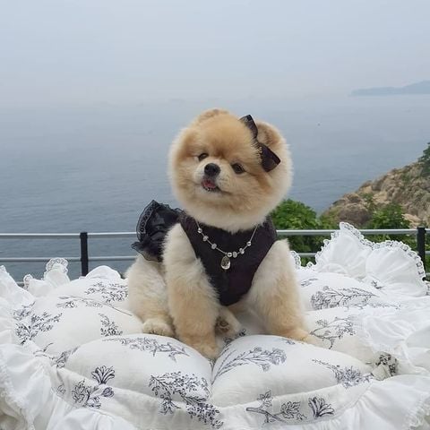 Gợi ý cách để đeo trang sức Dia Sun cho thú cưng đẹp nhất