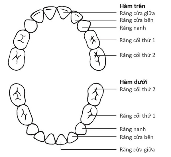Cấu trúc và chức năng của hàm răng như thế nào?