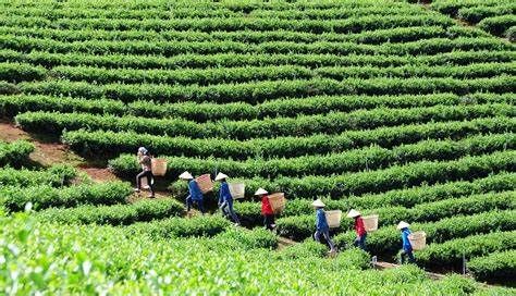 Thu hoạch trà Ô Long