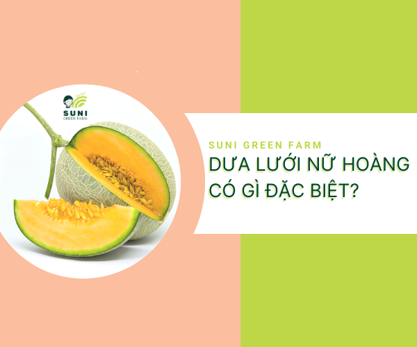 DƯA LƯỚI NỮ HOÀNG CÓ GÌ ĐẶC BIỆT SO VỚI CÁC GIỐNG DƯA LƯỚI KHÁC