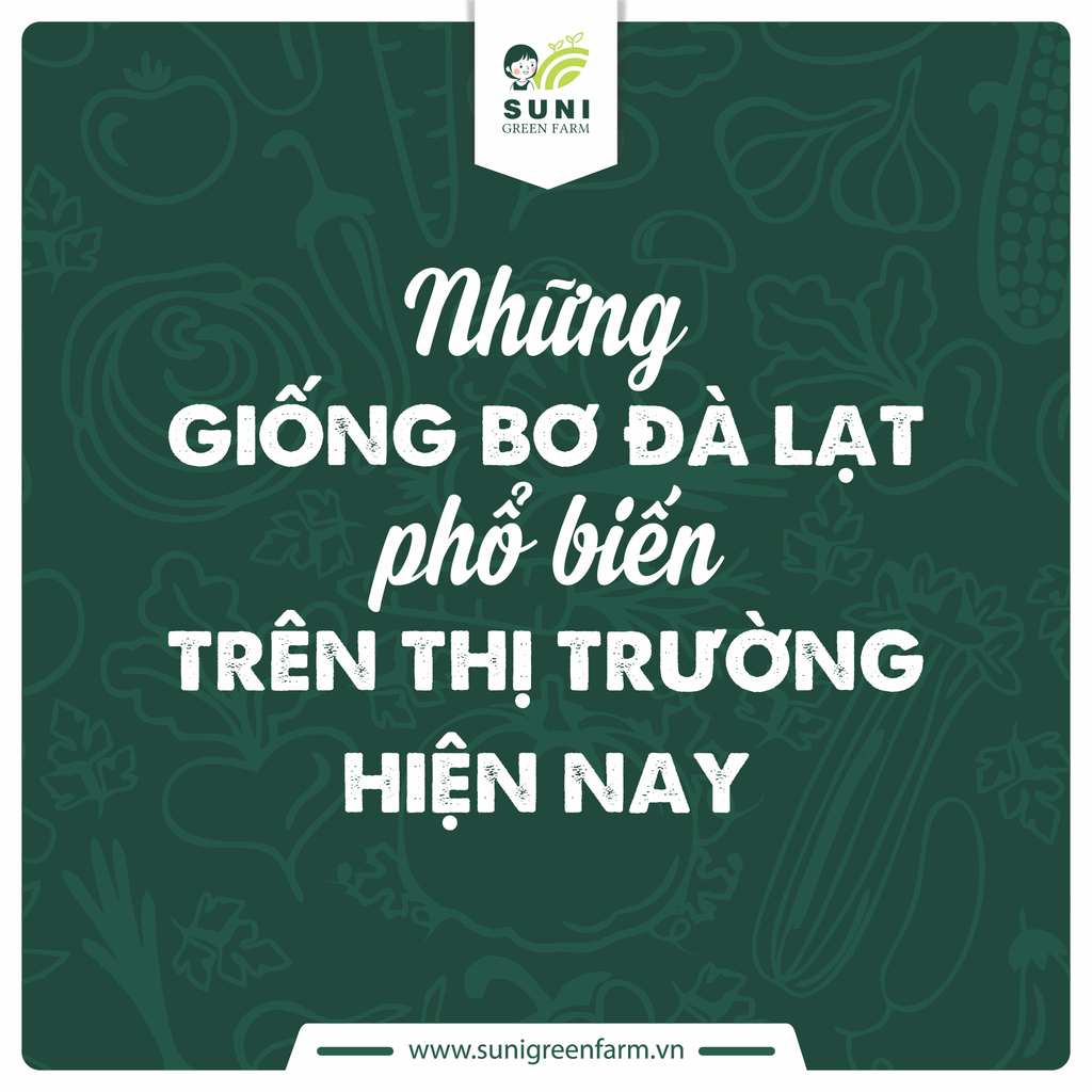 NHỮNG GIỐNG BƠ ĐÀ LẠT PHỔ BIẾN TRÊN THỊ TRƯỜNG HIỆN NAY