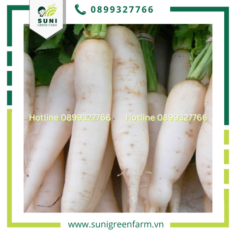 CÁCH CHỌN CỦ CÁI TRẮNG ĐỂ TRÁNH MUA NHẦM HÀNG TRUNG QUỐC