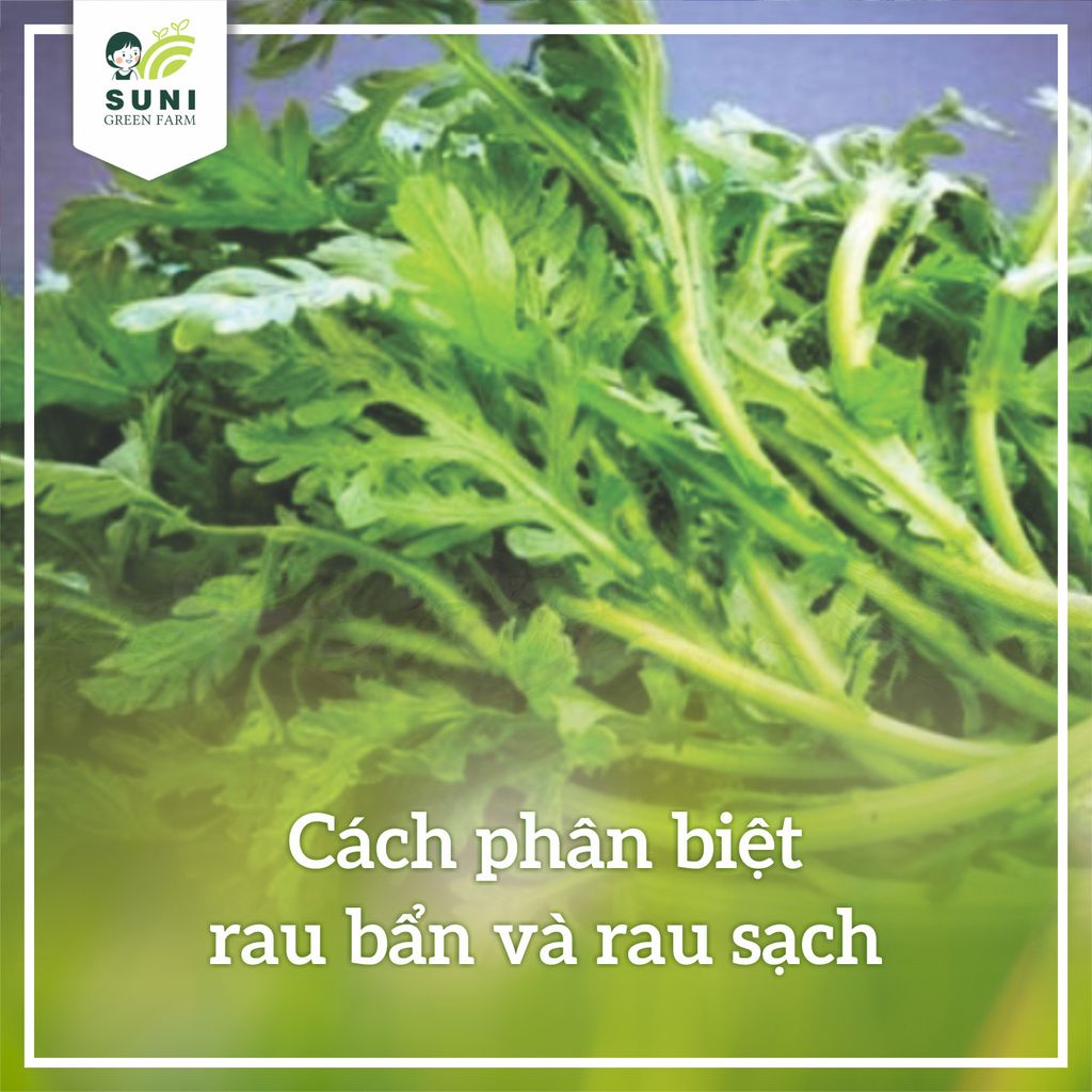 CÁCH NHẬN DIỆN RAU BẨN VÀ RAU SẠCH