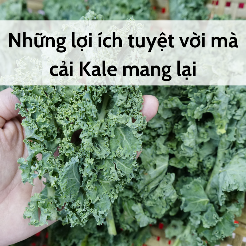 CẢI KALE LÀ GÌ? NHỮNG LỢI ÍCH TUYỆT VỜI MÀ CẢI KALE MANG LẠI