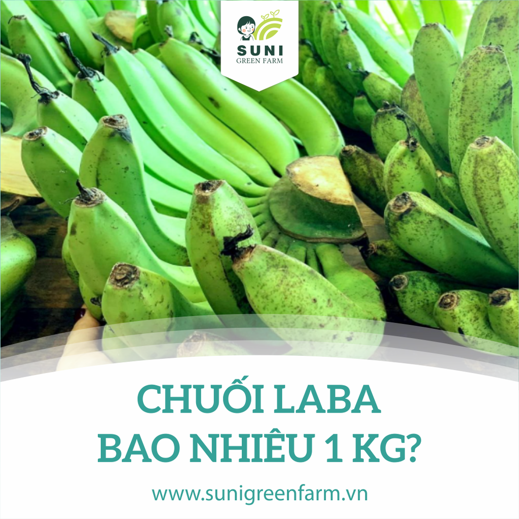 CHUỐI LABA BAO NHIÊU 1 KG?