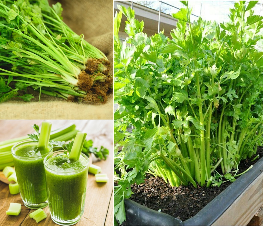 CÔNG DỤNG CỦA RAU CẦN – SUNI GREEN FARM