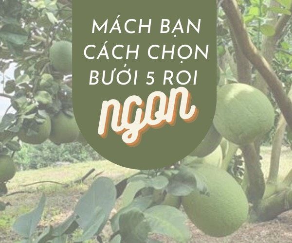 MÁCH BẠN CÁCH CHỌN BƯỞI 5 ROI NGON CỰC KỲ ĐƠN GIẢN