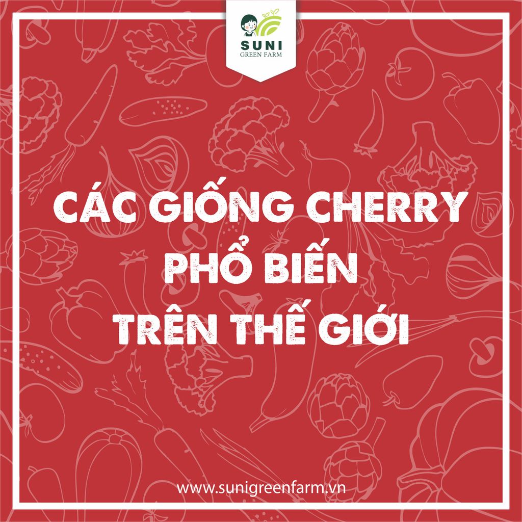 CÁC GIỐNG CHERRY PHỔ BIẾN TRÊN THẾ GIỚI