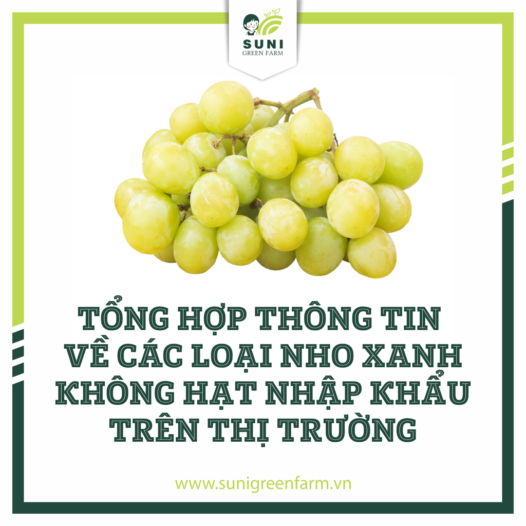 TỔNG HỢP THÔNG TIN VỀ CÁC LOẠI NHO XANH KHÔNG HẠT TRÊN THỊ TRƯỜNG