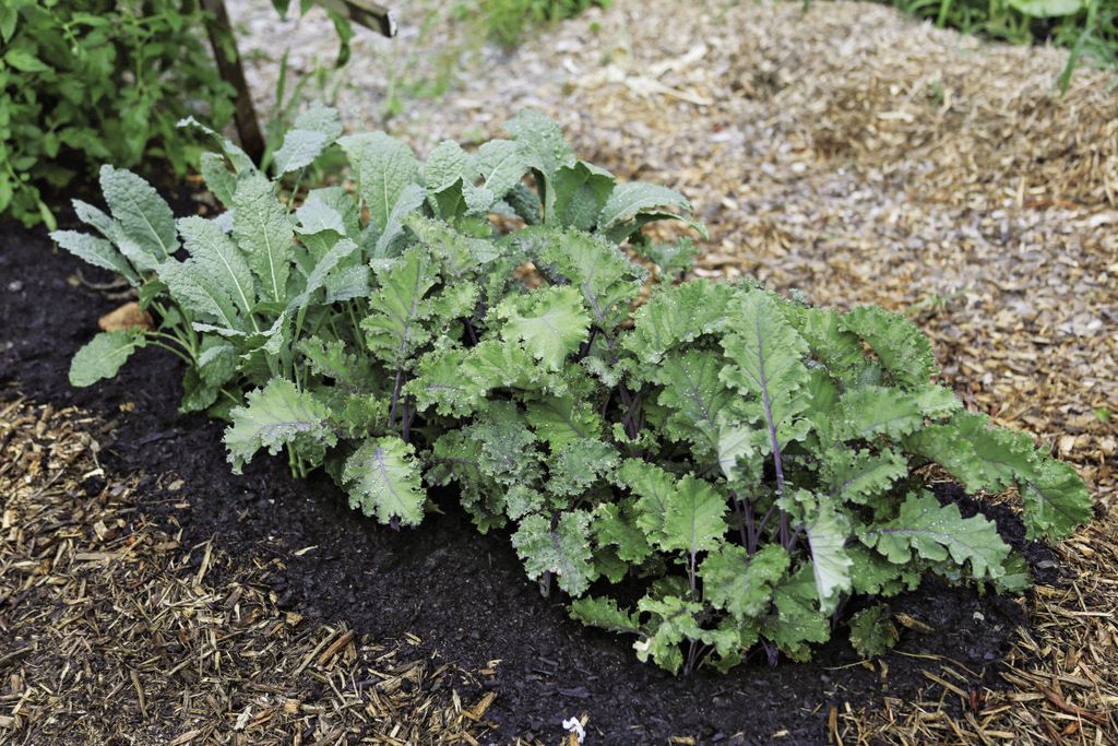 GIÁ CẢI XOĂN KALE TẠI SUNI GREEN FARM BAO NHIÊU?