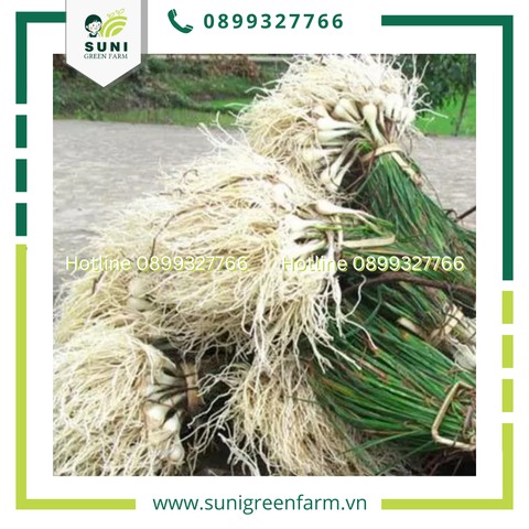 PHÂN BIỆT CÁC LOẠI CỦ KIỆU HIỆN CÓ TRÊN THỊ TRƯỜNG ĐỂ TRÁNH MUA NHẦM HÀNG KHÔNG NGON