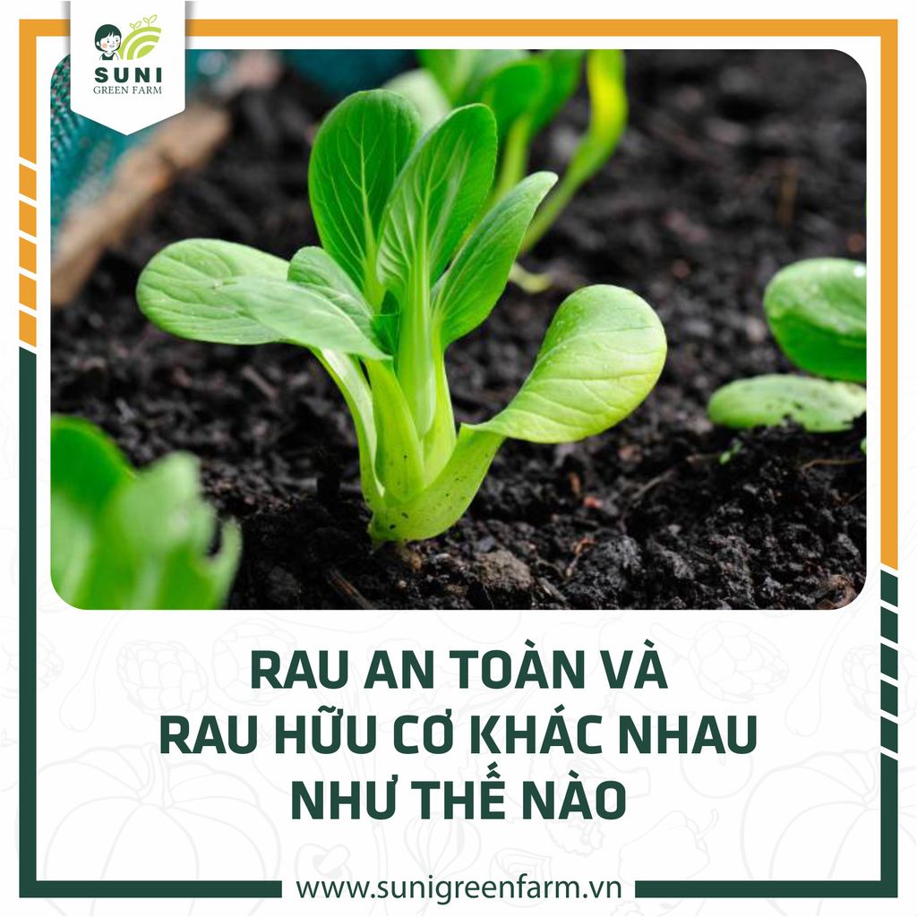 RAU AN TOÀN VÀ RAU HỮU CƠ KHÁC NHAU NHƯ THẾ NÀO?