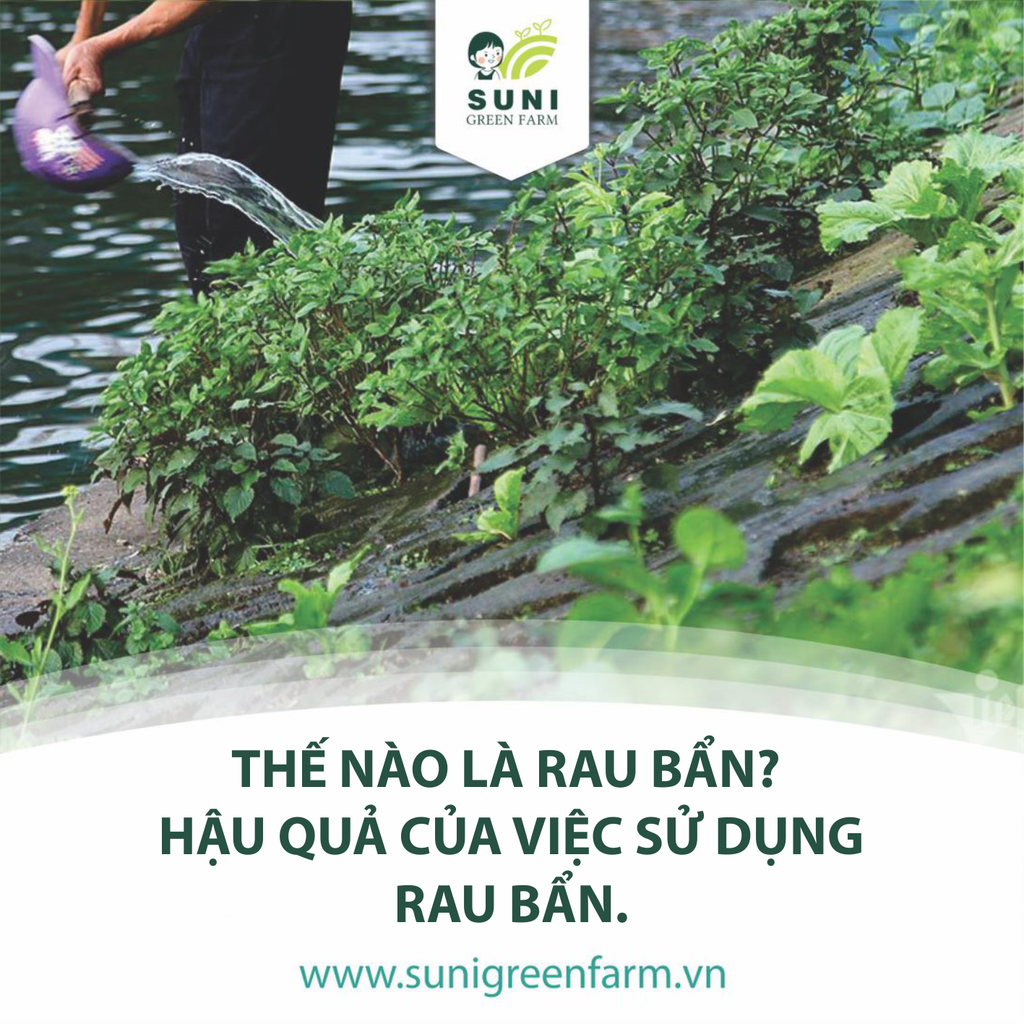 THẾ NÀO LÀ RAU BẨN? HẬU QUẢ CỦA VIỆC SỬ DỤNG RAU BẨN