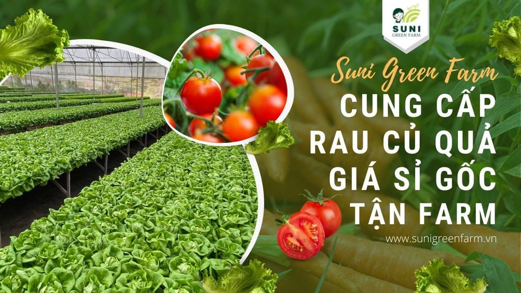 Cung Cấp Rau Củ Quả Giá Sỉ, Gốc Tận Farm - Liên hệ ngay: 0349.544.688