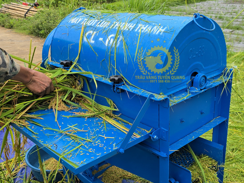 Lúa tươi có tuốt được không?